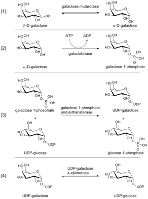 Steps in the Leloir pathway of galactose metabolism.