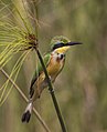 El abejaruco chico (Merops pusillus) es una especie de ave coraciforme de la familia Meropidae, que se encuentra en el África subsahariana. Es el abejaruco más pequeño, ya que mide entre 15 a 17 cm, con un peso aproximado de entre 13 a 19 g. Se alimenta de pequeños insectos, en particular, de abejas y abejorros. Por Charlesjsharp.