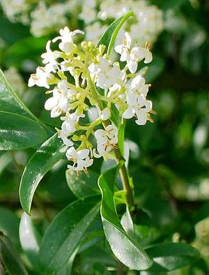 Lagoster (Ligustrum vulgare)