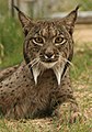 Iberian lynx in close-up