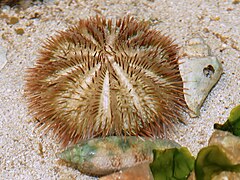 Oursin variable (Lytechinus variegatus), Caraïbes.