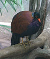 Pheasant Pigeon