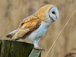 Tyto alba