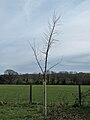 'Retiro' sapling, with typical arching stem