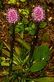 Suohelonia (Helonias bullata)