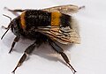 Hun af mørk jordhumle (Bombus terrestris) med tom pollenkurv (det bare område uden hår) på bagbenet