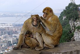 À Gibraltar. Octobre 2015.