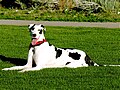 Dogge: H (Harlequin-Gen) und Mm (Merle-Gen heterozygot)