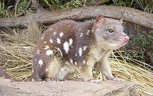 호랑이주머니고양이 (Dasyurus maculatus)