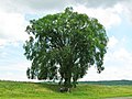 American Elm in Massachusetts (June 2012). Girth 18 ft at 4.5 ft above ground; est. height 80 ft; spread 100 ft.