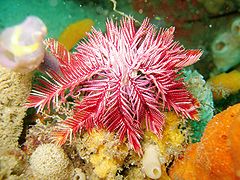 Comatule Ptilometra australis en Australie du sud.