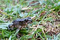 Juvenile Wechselkröte, vier Wochen nach der Metamorphose