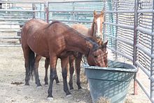 three horses in a metal pipe corral surrounding a water trough