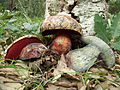 !!Imperator luteocupreus sin. Boletus luteocupreus!!