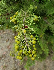 Unripe berries