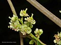 Female flowers