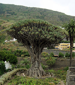 Csodálatos növény a sárkányfa (Dracaena draco)