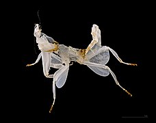 Exúvia de Hymenopus coronatus.