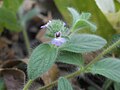 Nelsonia canescens