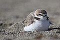 Snowy Plover