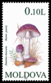 A. muscaria, Basarabia 1996