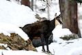 Mannelijke alpengems in Nationaal Park Gran Paradiso