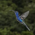 El colibrí morado (Campylopterus hemileucurus) es una especie de ave apodiforme de la familia Trochilidae. Es nativo de América Central y sureste de México. Se ubica en sotobosque y bordes de bosques de la montaña, particularmente cerca de arroyos. Es el colibrí más grande del género Campylopterus, y considerado el segundo más grande entre todas las especies, solo superado por el picaflor gigante. Por Charles James Sharp.