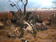 Diorama de las aves.