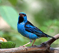 Blue dacnis