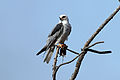 White-tailed kite