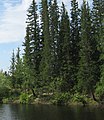 Picea obovata, la siberia piceo, fotita en orienta Siberio, apud la rivero Ljutenge