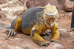 Galápagos - Iguana