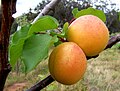 Branca de un albricochiero con fructo