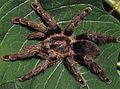 Avicularia purpurea nőstény