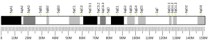 Chromosome 5 (souris)