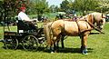 Marathonwagen mit Brustblatt