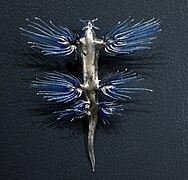 Glaucus atlanticus