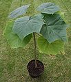 Jeune Paulownia elongata (en).