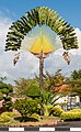 Ravenala madagascariensis