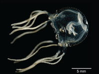 Tripedalia cystophora, een dooskwal met rudimentaire oogjes