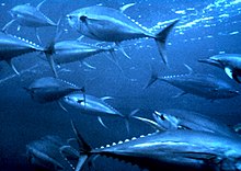 Several spindle-shaped, silvery fish with crescent-shaped tails