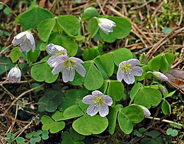 Erdei madársóska (Oxalis acetosella)