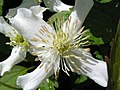 knodoforma stigno de Clematis montana wilsonii