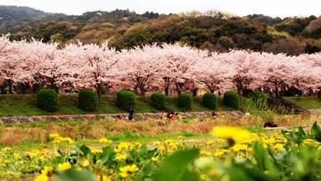 Musim Panas Yang Indah Di Hokkaido, Jepang Utara