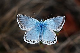 Lycaenidae Lysandra coridon