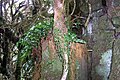 Mount Royal - cloud forest, basalt & ferns