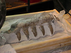 Prognathodon sectorius(?) ("Carlo")