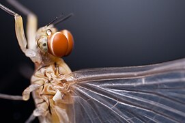 In some male mayflies the eyes are split into separate organs for distinct visual functions