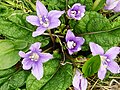 Mandragora autumnalis