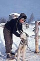 ネイティブ・アメリカンと犬ぞり用の犬（現代）